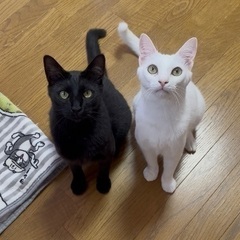 保護猫カフェでボランティアしませんか？