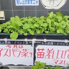 0円★苗、差し上げています★(今は、青じそ・芽キャベツ)の画像