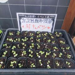 0円★苗、差し上げています★(今は、青じそ・芽キャベツ)の画像