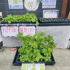 0円★苗、差し上げています★(今は、青じそ・芽キャベツ)の画像