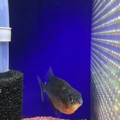 ブラックピラニアの画像