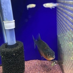 ブラックピラニアの画像