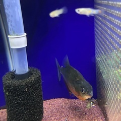 ブラックピラニアの画像