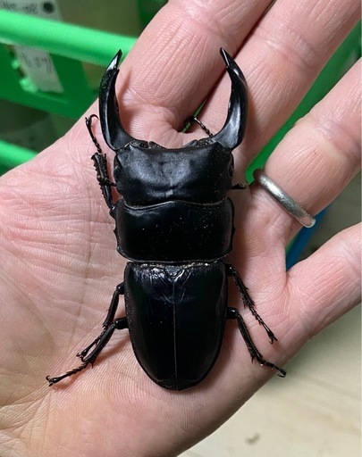 能勢SRオオクワガタ80UP3頭 能勢SRオオクワガタ80UP3頭