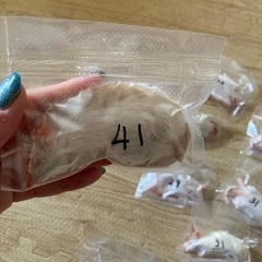  爬虫類 蛇 鳥　餌　マウスL餌用の画像