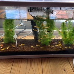 熱帯魚　グッピーの画像