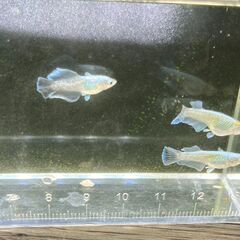 🐟 マリアージュキッシングワイルドフィン若魚（生後3ヶ月）メダカの画像
