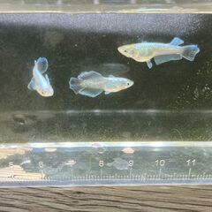 🐟 マリアージュキッシングワイルドフィン若魚（生後3ヶ月）メダカの画像