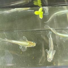 🐟 マリアージュキッシングワイルドフィン若魚（生後3ヶ月）メダカの画像