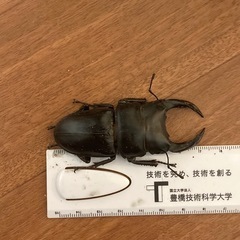 オオクワガタ　オスメスペアの画像
