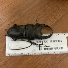 オオクワガタ　オスメスペアの画像