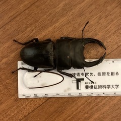 オオクワガタ　オスメスペアの画像