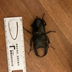 オオクワガタ　オスメスペアの画像