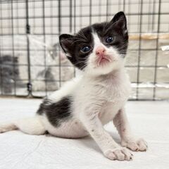 生後３週、真夏に捨てられた子猫を保護💦ハチワレ可愛い黒白ちゃん🥰