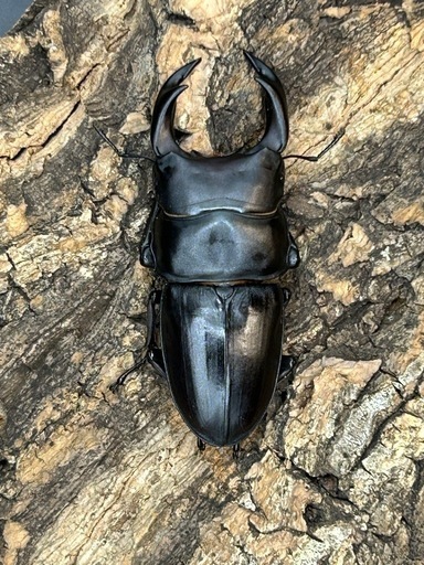 国産オオクワガタペア (maruo) 高島のその他の中古あげます