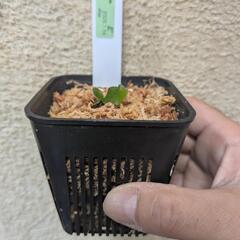 ビカクシダ　エルサの画像