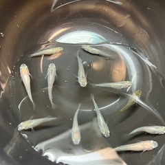 【メダカ】天女 稚魚5匹 　500円　の画像