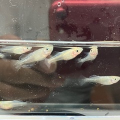 【メダカ】天女 稚魚5匹 　500円　の画像