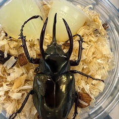 昆虫くじ！　カブトムシ、クワガタが当たる！ハズレ無し！の画像
