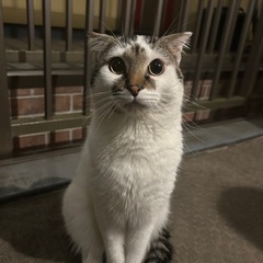 里親募集中
