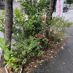 道沿いの花木の画像