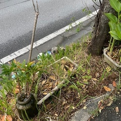 道沿いの花木の画像
