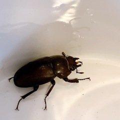 小さなクワガタ🪵先着の画像
