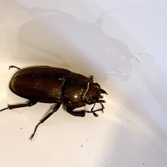 小さなクワガタ🪵先着の画像