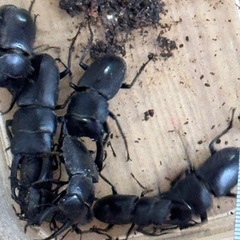 クワガタいろいろの画像