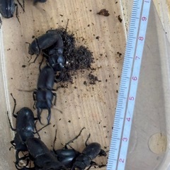 クワガタいろいろの画像