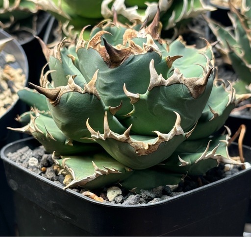 アガベ 現物 子株付き 日本原産白鯨？