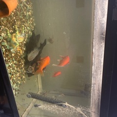 90センチ水槽金魚付き販売物ですの画像