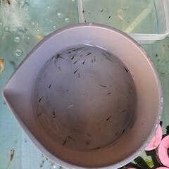 メダカ幼魚お譲りの画像