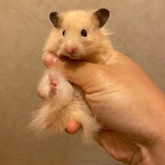 ハムスター-お決まりの画像