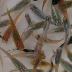決まりました。ミックスメダカ　幼魚20匹(1.5cm前後) ④の画像