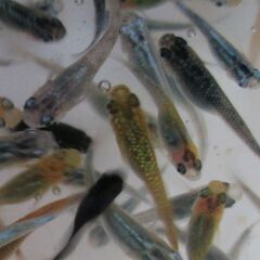決まりました。ミックスメダカ　幼魚20匹(1.5cm前後) ④の画像