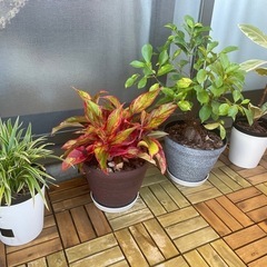 観葉植物の画像