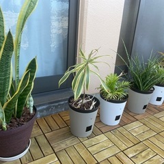 観葉植物の画像