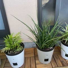 観葉植物の画像