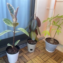 観葉植物の画像