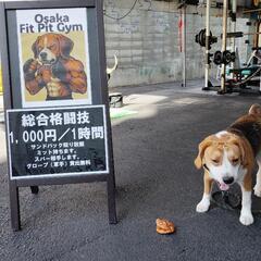 大阪市鶴見区夏休み無料格闘技教室（水・金１４００～）の画像