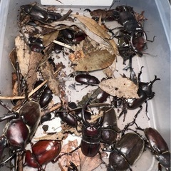 無料　　カブトムシ　クワガタ差し上げます。の画像