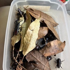 無料　　カブトムシ　クワガタ差し上げます。の画像