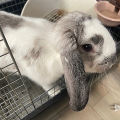 うさぎ　ロップイヤー里親募集