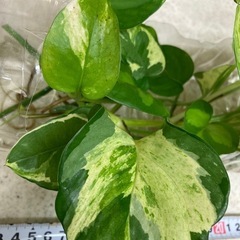 ポトス発根済み苗　水栽培　5種類セットの画像