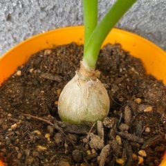 オーニソガラムコーダツム　子持ち　観葉植物蘭　の画像