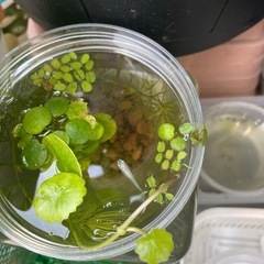 ベニほっぺ稚魚　6匹の画像