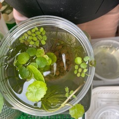 ベニほっぺ稚魚　6匹の画像