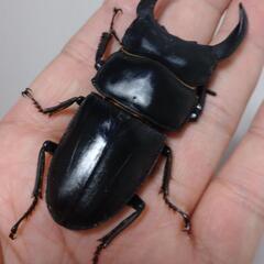 オオクワガタ能勢SR血統♂♀ペア㉜の画像