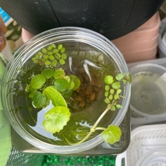 ベニほっぺ稚魚　6匹の画像